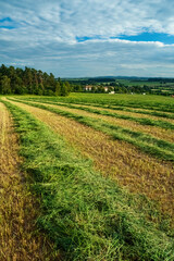 Fototapeta na wymiar Summer field view with wheat seeds