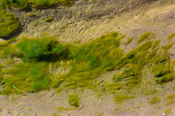 Green algae in aquatic environment , Patagonia, Argentina.