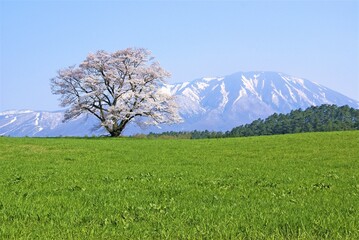 小岩井農場の1本桜