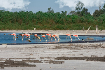 A group of flamingos resting and searching for food near the shore of a lagoon