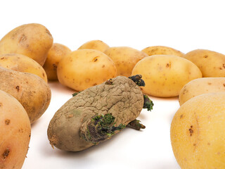 Sprouting Seed Potato Surrounded by a Group of Ripe Potatoes on White Background - obrazy, fototapety, plakaty