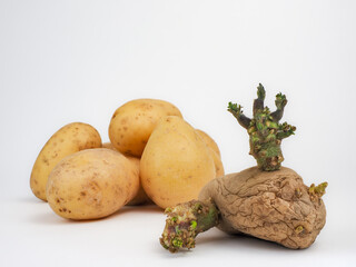 Sprouting Seed Potato with Funny, Big, Green Sprout Buds in Front of a Pile of Ripe Potatoes on White Background - obrazy, fototapety, plakaty
