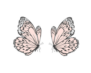 butterfly on white background