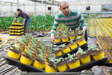 Professional gardener working with seedlings in greenhouse