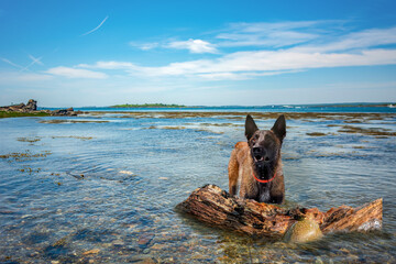 Malinois dog on the beach