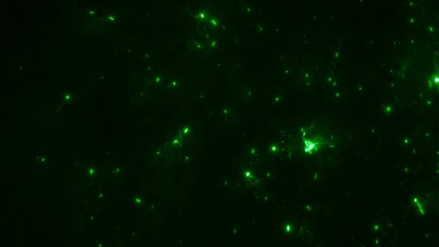 Green illuminated glowing algae particle energy loop background. Abstract 3D animation concept of macroscopic e-fuels and microbiotic biofuel research.