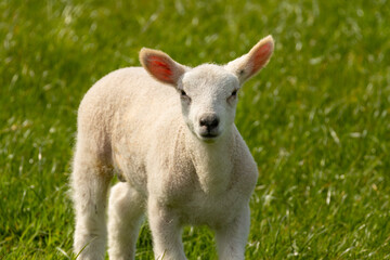 Naklejka na ściany i meble Very cute lamb and lambs in he sunshine enjoying the blue sky and spring warmth at easter in a green grass field, pasture 