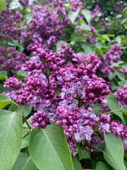 Pink purple lilac background, lilac blossoms closeup