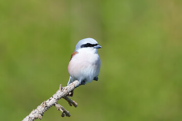 Fototapeta premium Neuntöter