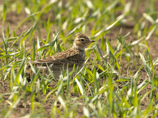 Beautiful skylark bird in a field in the sunshine in the spring 