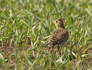Beautiful skylark bird in a field in the sunshine in the spring 