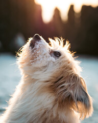 Dog in winter with sunset backround