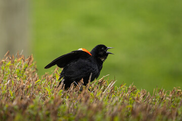 red winged blackbird