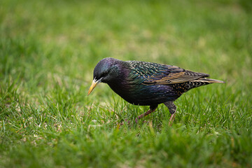 starling