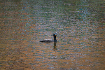 cormorant