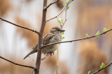 a sparrow on a branch