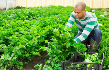 Hispanic farmer man harvests natural celery at greenhouse farm