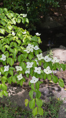 ヤマボウシの花