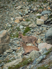 Little wild ibex cub in the Italian Alps