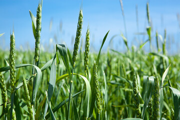 Ears of green wheat, close-up, against the blue sky. Rich harvest idea, harvest time concept.