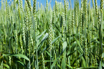 Ears of green wheat, close-up, against the blue sky. Rich harvest idea, harvest time concept.