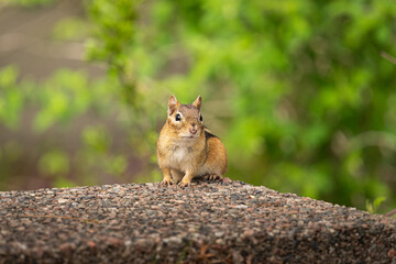 squirrel on the ground