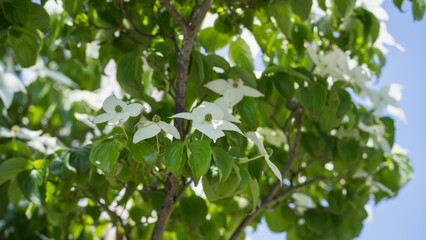 ヤマボウシの花