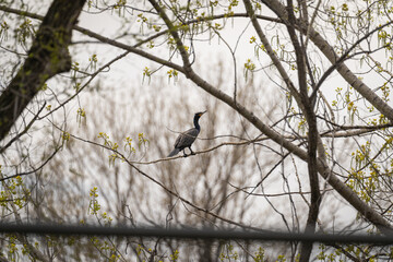 cormoran on a tree