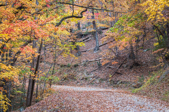 Autumn scene with changing leaves and dirt road