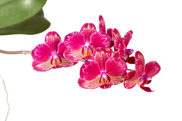 Obraz premium Rare beautiful pink red orchid phalaenopsis flowers with splashes on edge of petals isolated on white