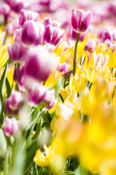 Canadian Tulip Festival, best tulips, dark pink tulips with white edges