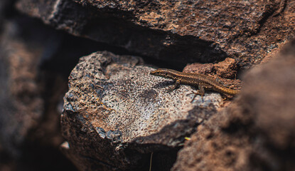 Lizard on the Rock II.