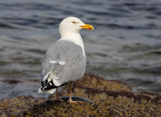 Herring gull, protected sea gull standing on a rock in the sunshine looking out at the water in the North Sea
