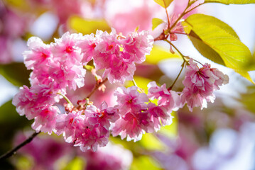 Japanese cherry blossoms on a green natural background
