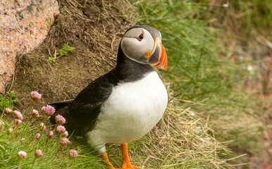 Naklejka premium Atlantic puffin, clown of the sea. Beautiful and very colourful sea bird. Beak with orange, red, blue, yellow and white colours. Black and white small sea bird.