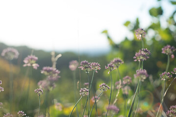 Purple wild flowers in the Bakony on a summer day