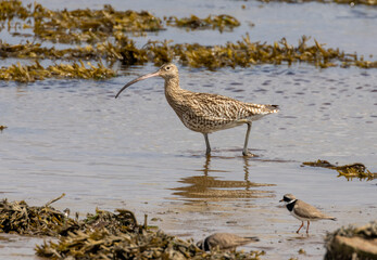 'Little and large'- a ringed plover in the shadow of a curlew, both wading birds feeding in the mud and seaweed as the river tide goes out