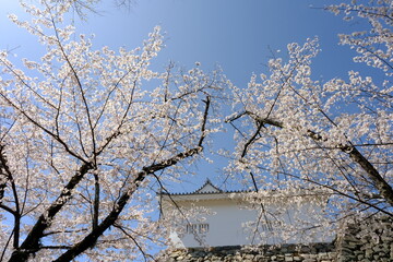 桜城