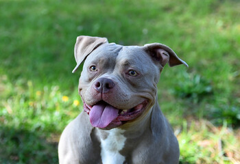a strong american bully dog in the park