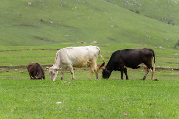 Cows graze on a green field