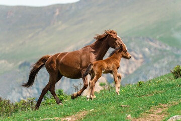 Foal with mother running in the mountains