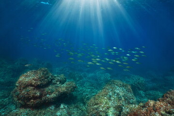 Mediterranean sea underwater seascape, sunlight with a school of fish and rocky seabed, Spain,...