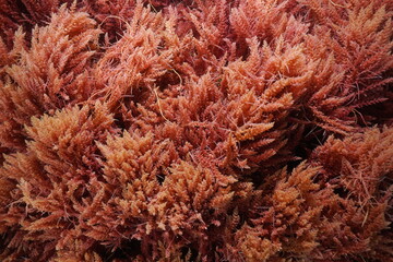 Red seaweed, harpoon weed, Asparagopsis armata, underwater in the Atlantic ocean, natural scene,...