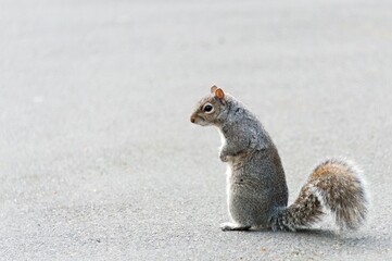side view of a gray squirrel standing upright on tarmac