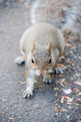 side view of a gray squirrel standing upright on tarmac