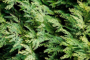 green fern background