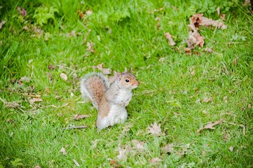 Naklejka premium top down view of a gray squirrel on grass meadow