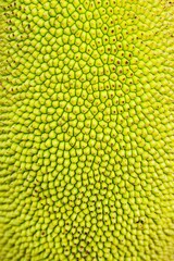 close up of a jack fruit