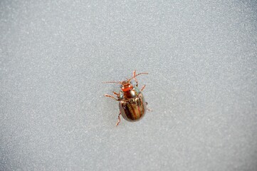 Rosemary beetle isolated on a gray background Chrysolina americana
