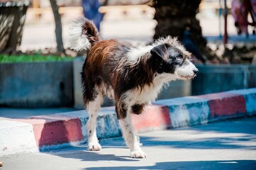 three legged dog on the street in Thailand showing the amputated leg